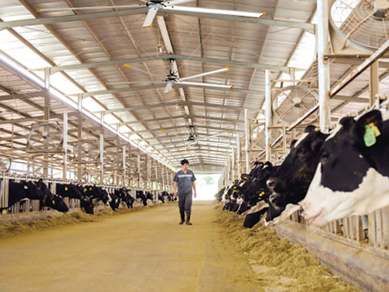 畜牧养殖场用工业大风扇降温，有效吗？